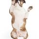 Bulldog Standing With Paws Up - PhotoDune Item for Sale
