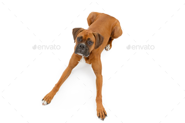 Boxer Dog Laying Down With Legs Extended