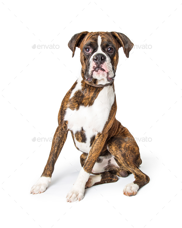 https://s3.envato.com/files/395155505/Purebred%20Boxer%20Dog%20Sitting%20Looking%20Forward.jpg