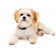 Adorable Maltese Mix Breed Dog Laying - PhotoDune Item for Sale
