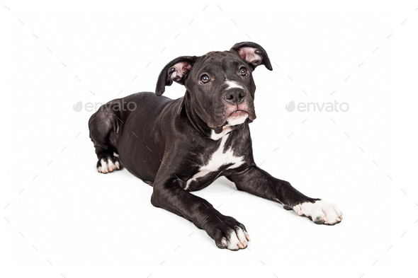 Cute Large Crossbreed Puppy Laying Down