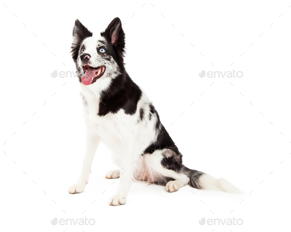 Border Collie Sitting and Looking to Side