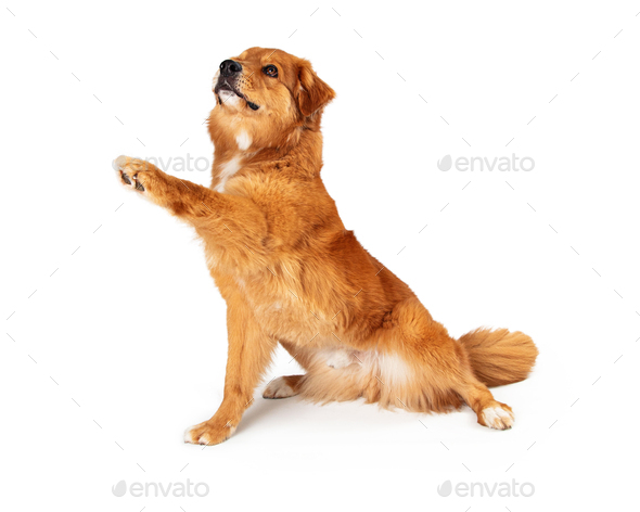 Friendly Large Dog Lifting Paw to Shake
