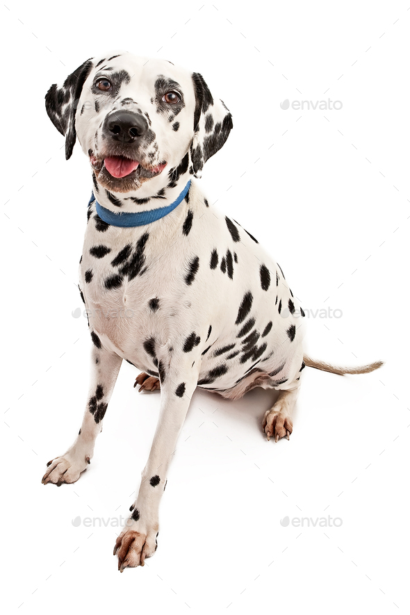Dalmation Dog With Blue Collar Stock Photo by GoodFocused | PhotoDune