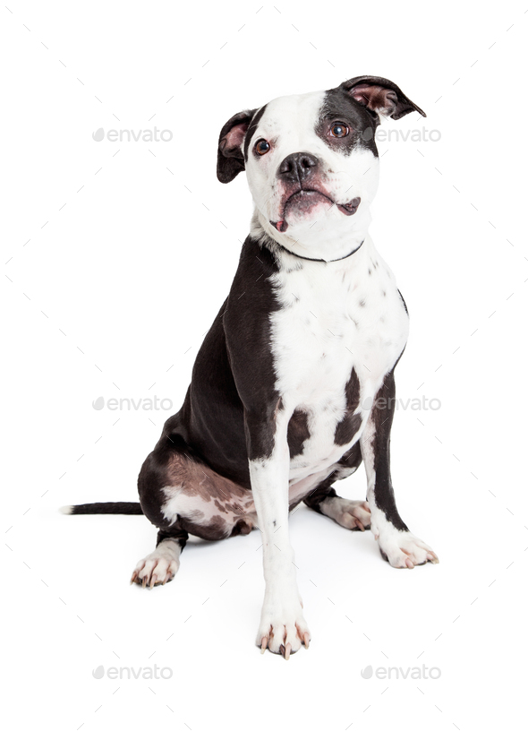 Beautiful Black and White Pit Bull Dog Stock Photo by GoodFocused ...