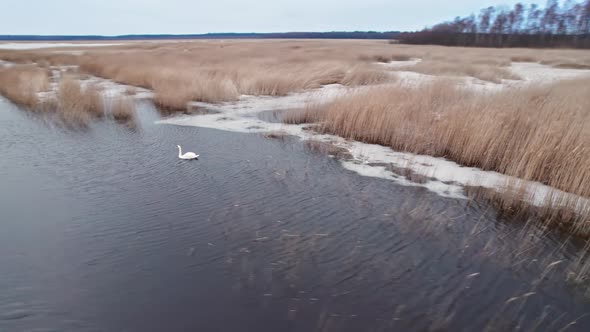 White swan floats on lake, around yellow reeds, concept of wintering birds, ice