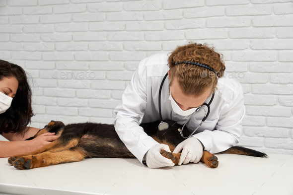 Nurse and vet checking back paw of german shepherd dog sleeping in clinic. - Stock Photo - Images