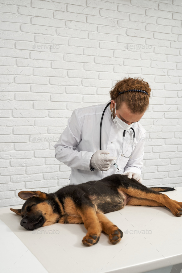 Shepherd dog sleeping on white table during vaccination in vet clinic. - Stock Photo - Images