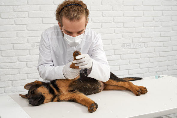 Professional vet checking front paw of little shepherd dog lying in clinic. - Stock Photo - Images