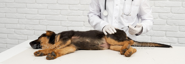 Pedigree puppy getting vaccination in clinic on white brick wall background. - Stock Photo - Images