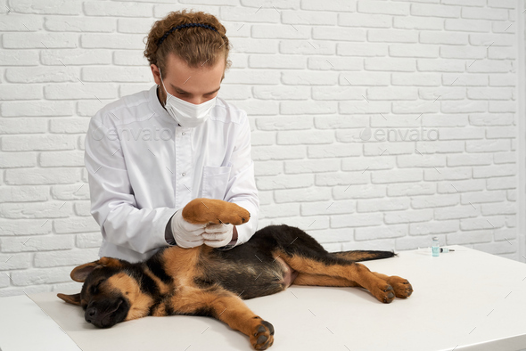 Vet bending front paw while checking of shepherd dog sleeping in clinic. - Stock Photo - Images