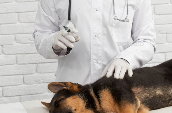 Shepherd cute dog lying on white table before vaccination in vet clinic. - Stock Photo - Images