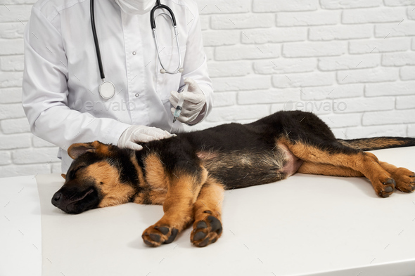 Puppy shepherd dog lying on white table getting vaccination in vet clinic. - Stock Photo - Images