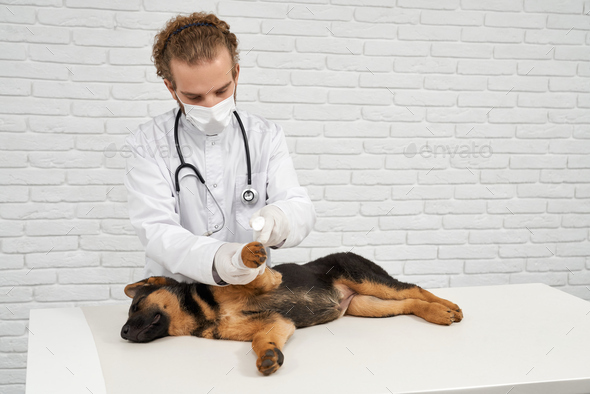 Male veterinarian with stethoscope applying bandage on puppy paw in clinic. - Stock Photo - Images