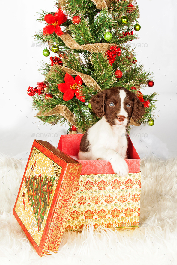 English Springer Spaniel Puppy In Gift Box By Christmas Tree