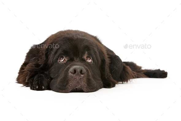 Newfoundland Dog Laying down and Isolated on White