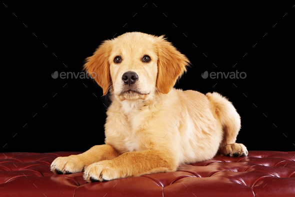 Golden Retriever Puppy on a Red Ottoman