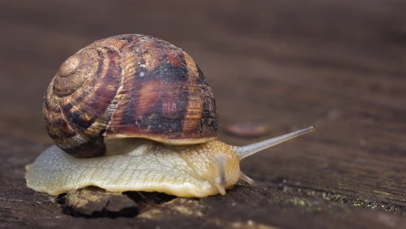 Macro of Beautiful Snail Crawling in Nature. Close Up alt