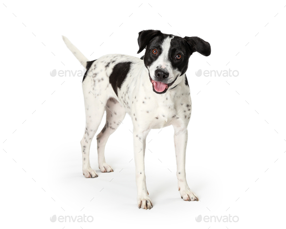 Happy Mixed Large Breed Dog White Black Spots