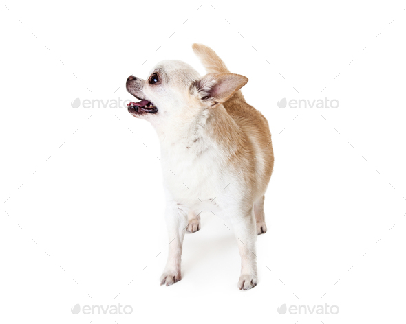 Happy Chihuahua Dog Looking to Side