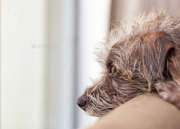 Dog Looking Out Window For Owner