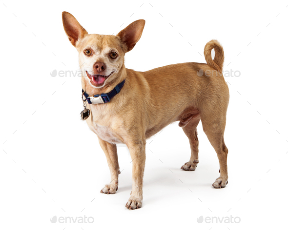Happy Chihuahua Dog Smiling