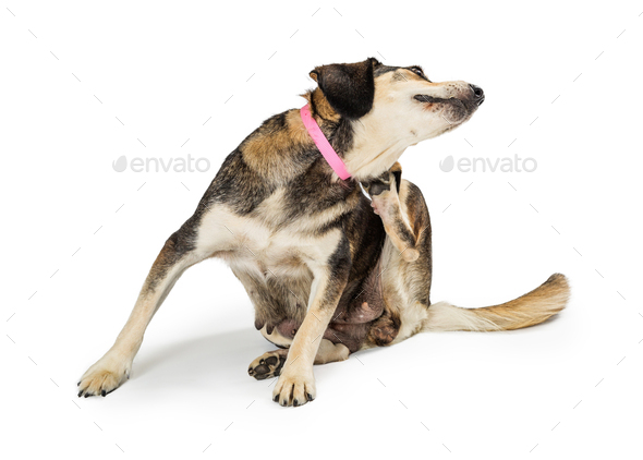 Itchy Dog Scratching Neck