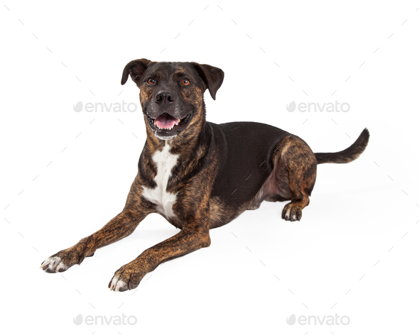Large Mixed Breed Dog laying to Side