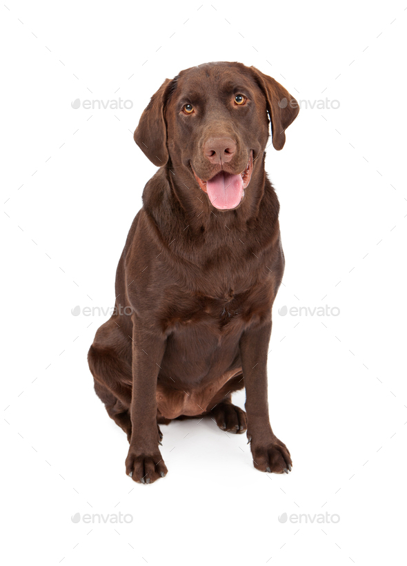 Chocolate Labrador Retriever Dog