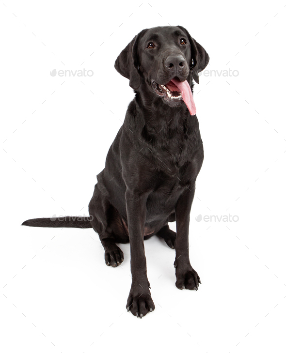 Black Labrador Retriever Dog With Tongue Out