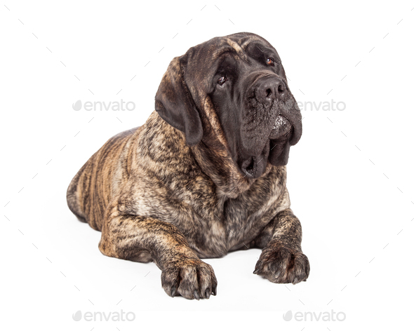 English Mastiff Dog Laying Head Tilted