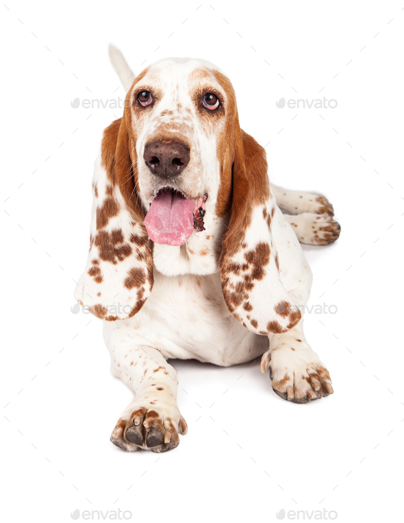 Happpy Basset Hound Dog With Spotted Ears