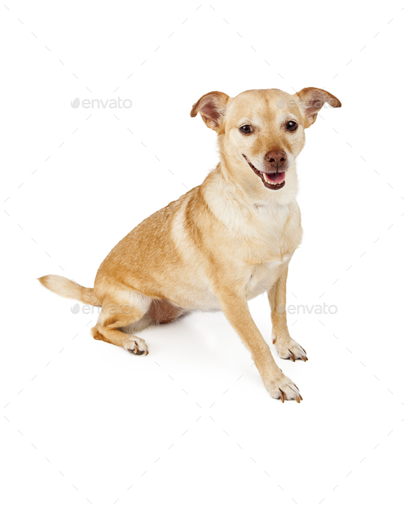 Happy Chihuahua Cross Dog