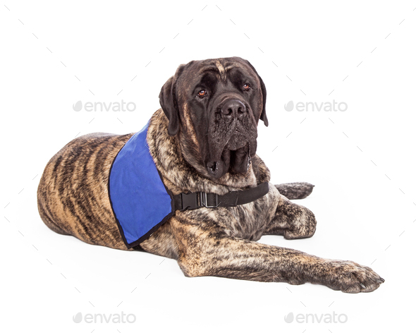 English Mastiff Dog Wearing Service Vest