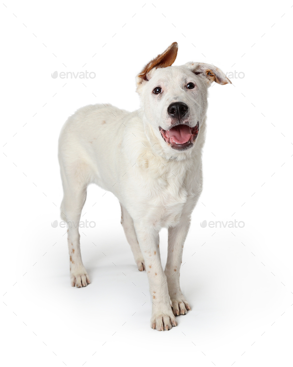 Smiling White Dog Floppy Ears
