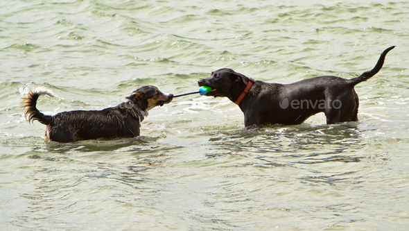 Two dogs playing tug-o-war in the ocean