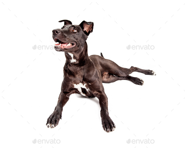 Happy Smiling Black Crossbreed Dog Laying