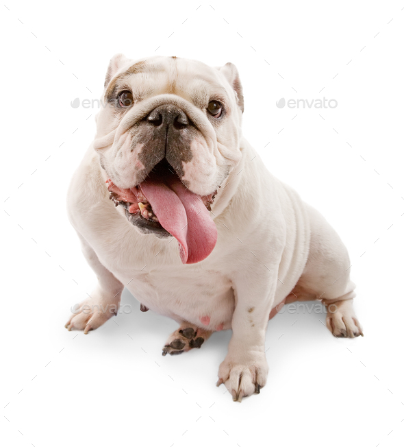 English Bulldog on white background Stock Photo by GoodFocused | PhotoDune