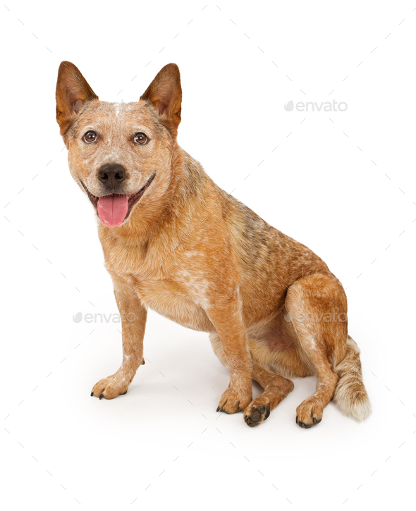 Queensland Heeler Dog Isolated on White Stock Photo by GoodFocused