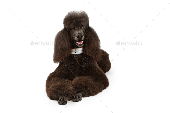 Black Standard Poodle dog laying down