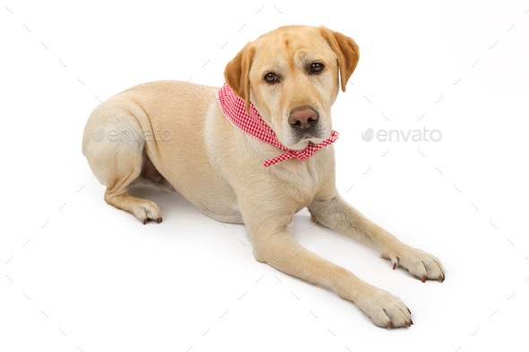 Yellow Labrador Retriever Dog Laying Down