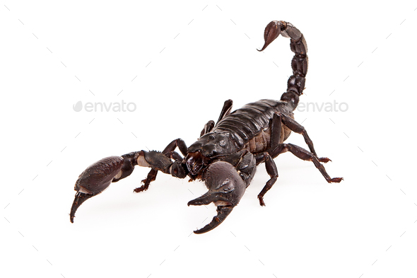 Asiatic Forest Scorpion