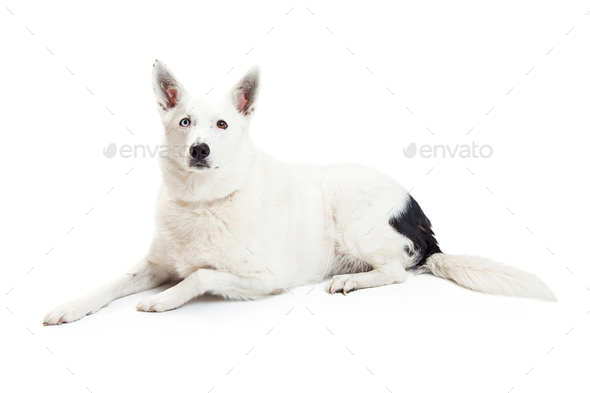 White Color Border Collie Dog Laying Down
