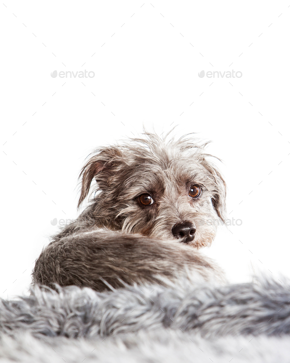 Small Terrier Dog Laying Looking Back