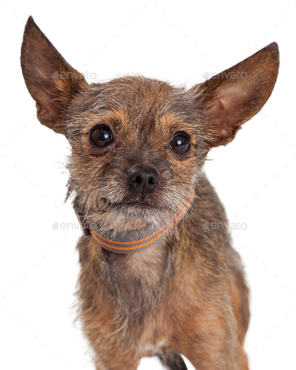 Terrier Crossbreed Dog Big Ears