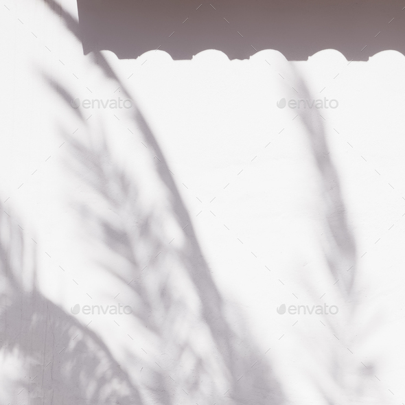 Palm tree stylish sunlight shadows on white  wall background. Nature aesthetic minimalist concept. - Stock Photo - Images