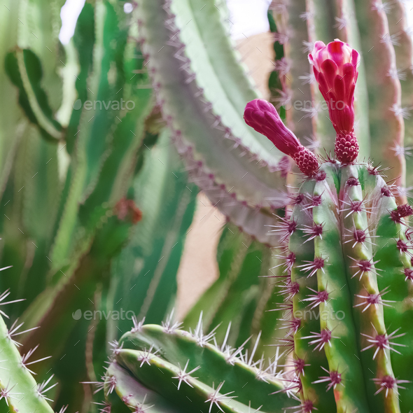 Cactus Minimal floral botanical aesthetic. Trendy nature green concept.Travel Canary Island - Stock Photo - Images
