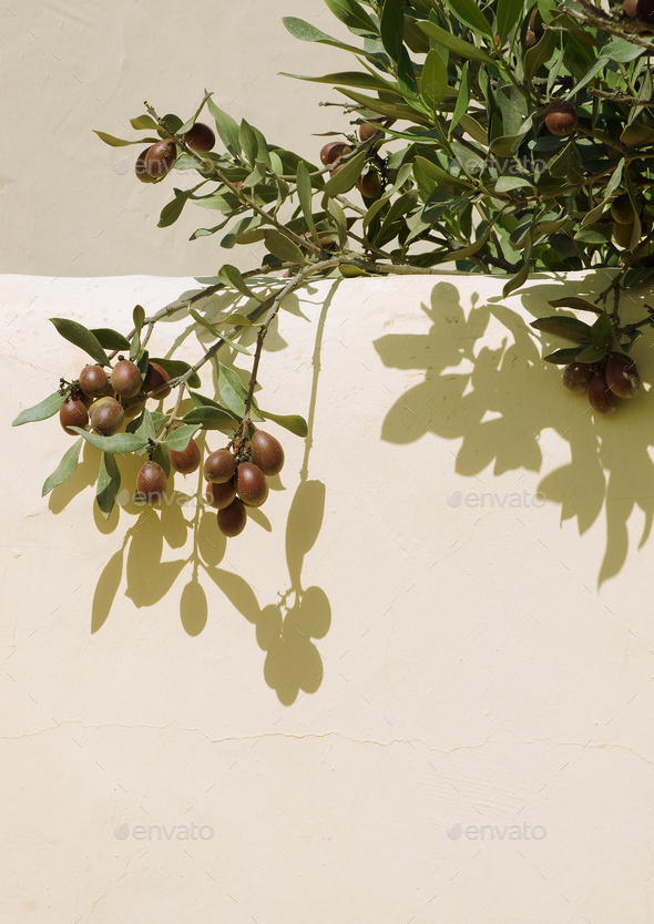 Olives stylish background on the wall with summer shadow. Nature bio aesthetic minimalist wallpapers - Stock Photo - Images