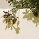Olives stylish background on the wall with summer shadow. Nature bio aesthetic minimalist wallpapers - PhotoDune Item for Sale