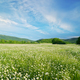 Camomile meadow at day. - PhotoDune Item for Sale